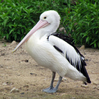 Australian Pelican